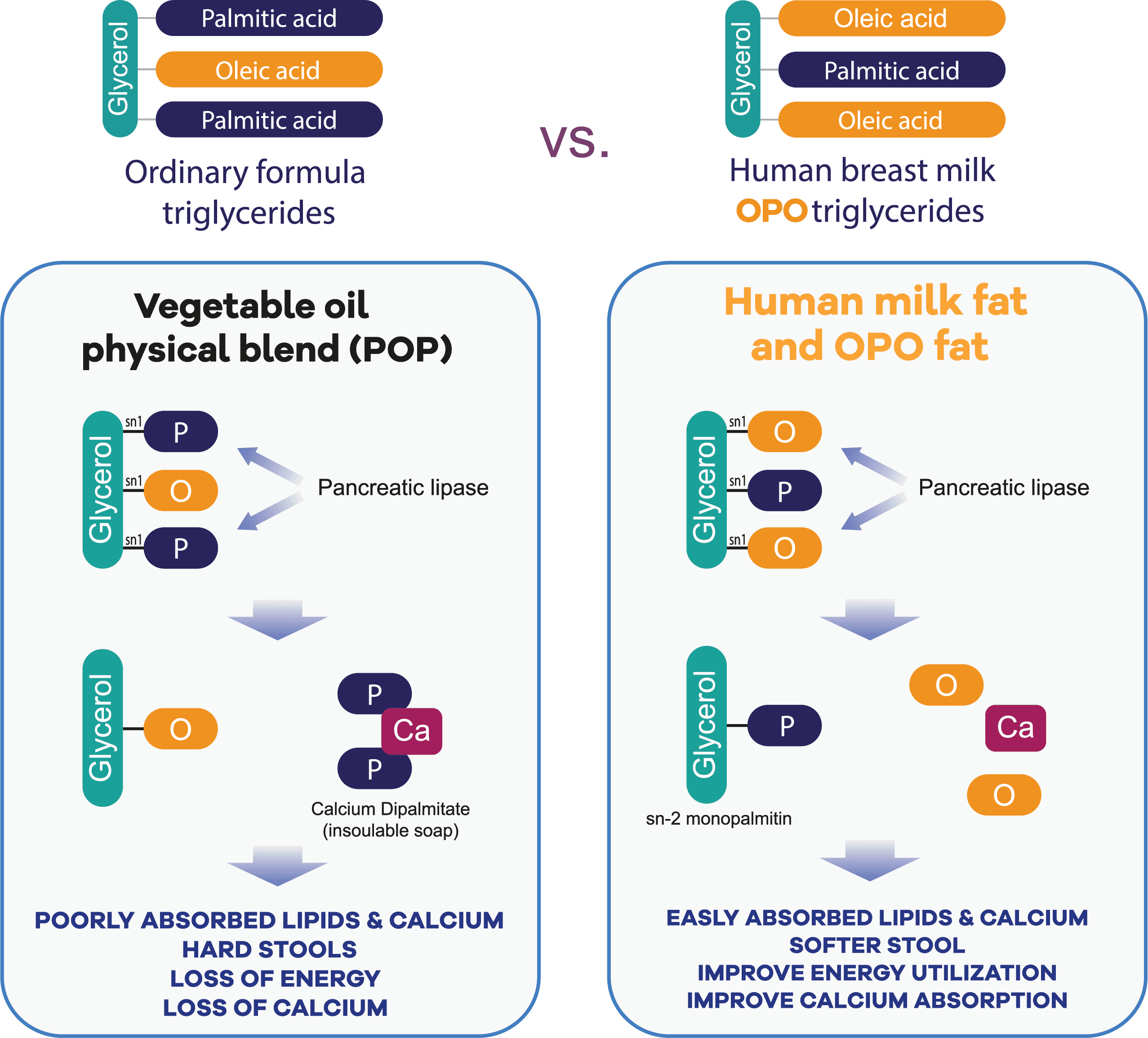 OPO Triglycerides Benefits
